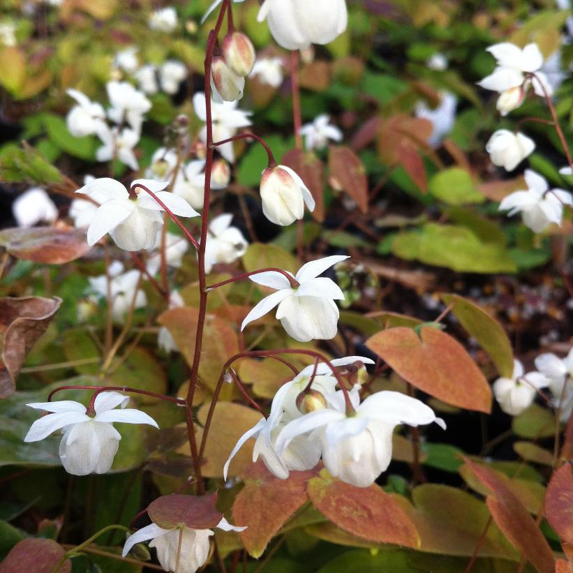Niveum Barrenwort, Bishop&