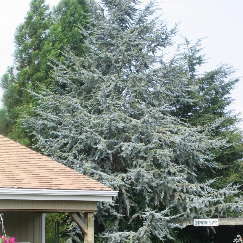 Blue Atlas Cedar
