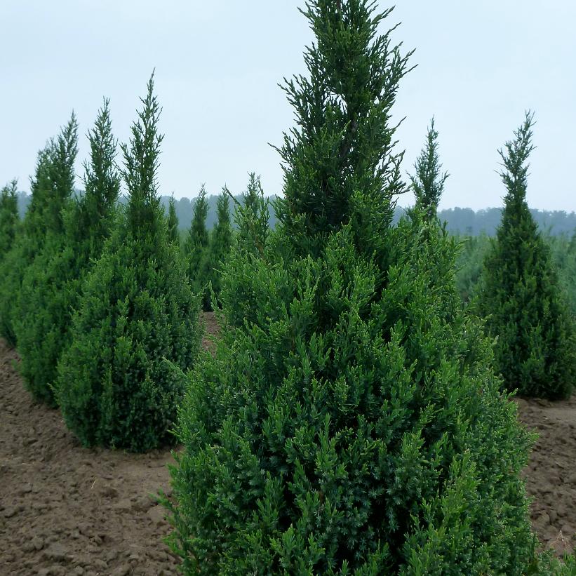 Ontario Green Juniper