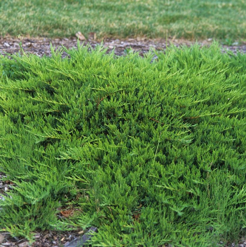 Tamarix Juniper