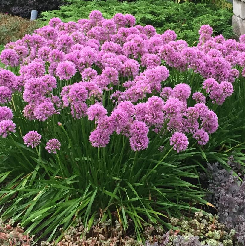 Millenium Ornamental Onion