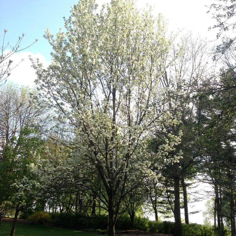 Chanticleer® Ornamental Pear