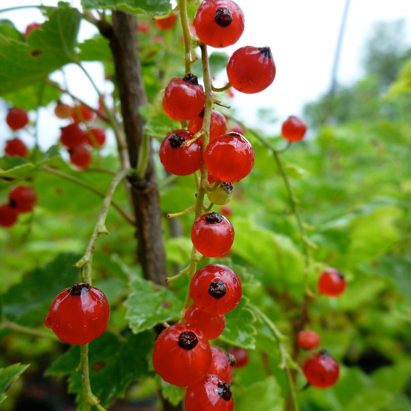 Red Lake Currant