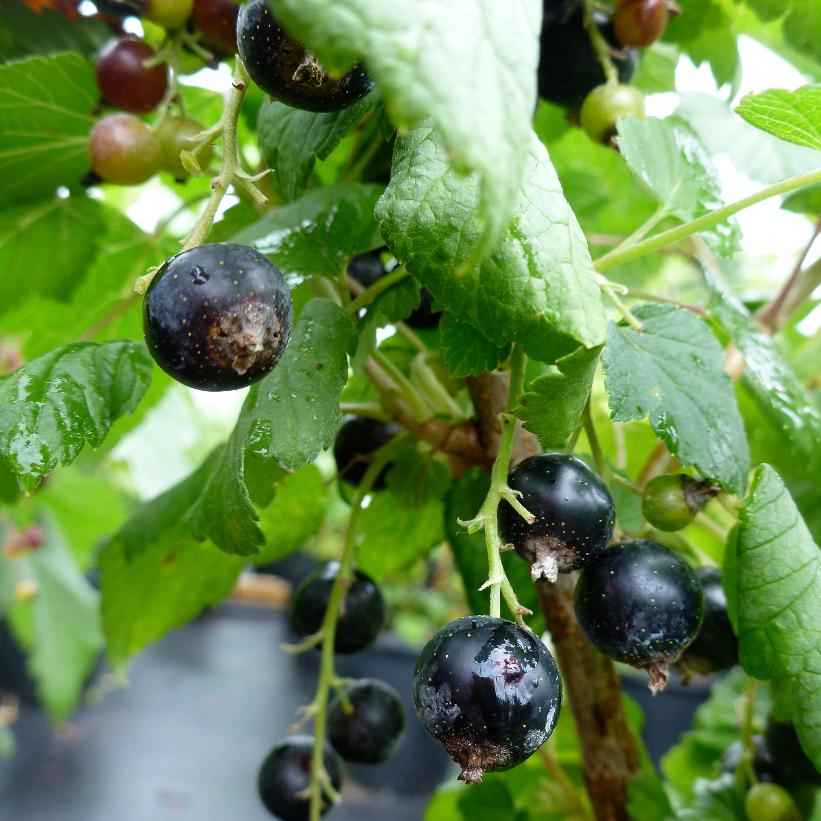 Wellington Currant