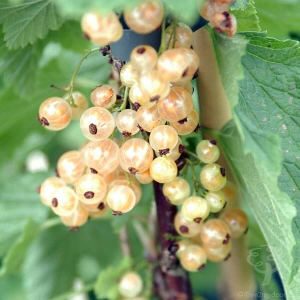White Pearl Currant