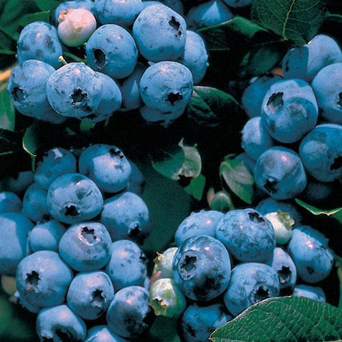 Blueray Blueberry