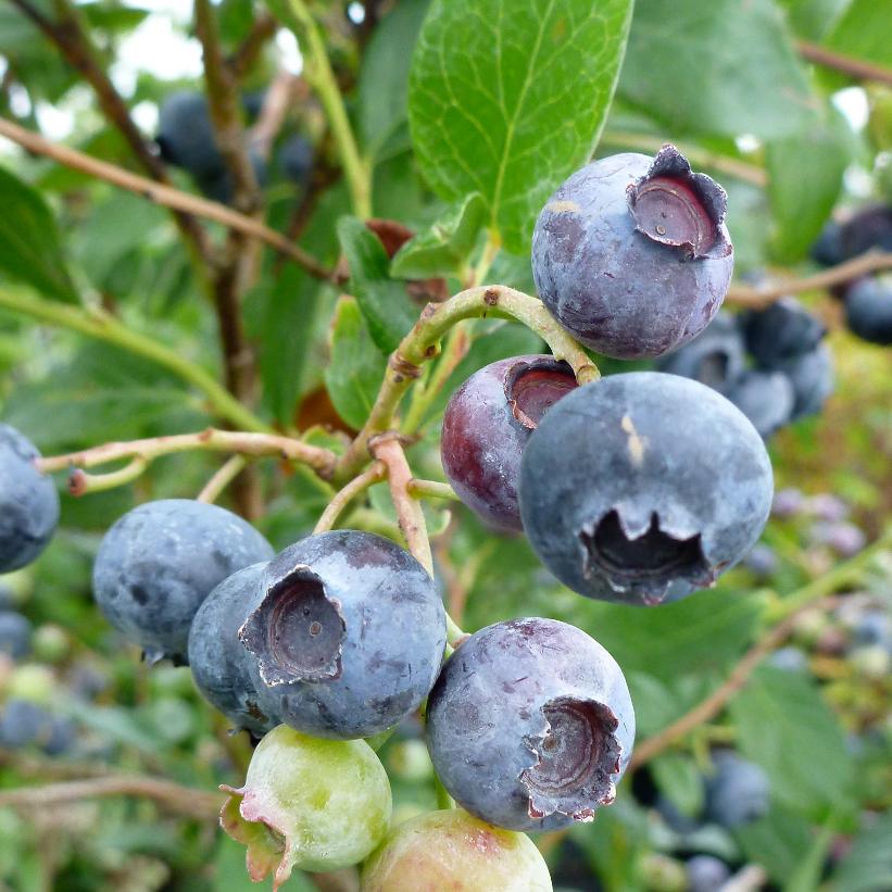 Duke Blueberry