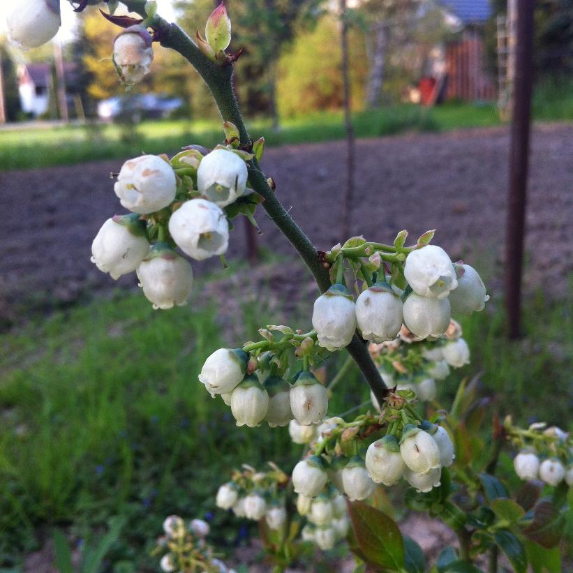 Northblue Blueberry