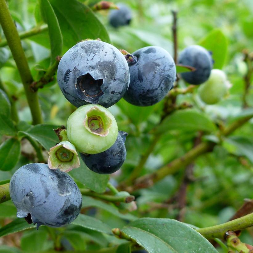 Northcountry Blueberry