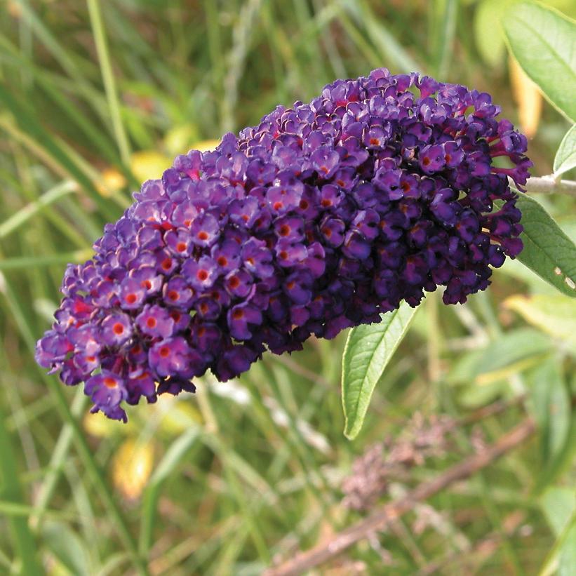 Black Knight Butterfly Bush