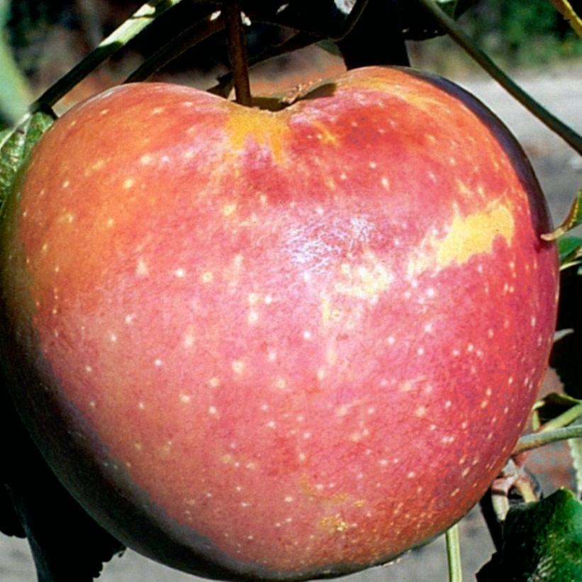 Goodland Apple