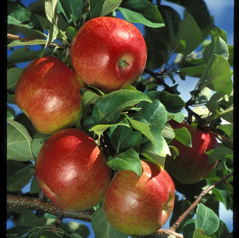 Honeycrisp™Apple