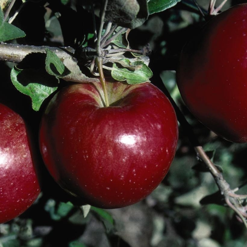 Sweet Sixteen Apple