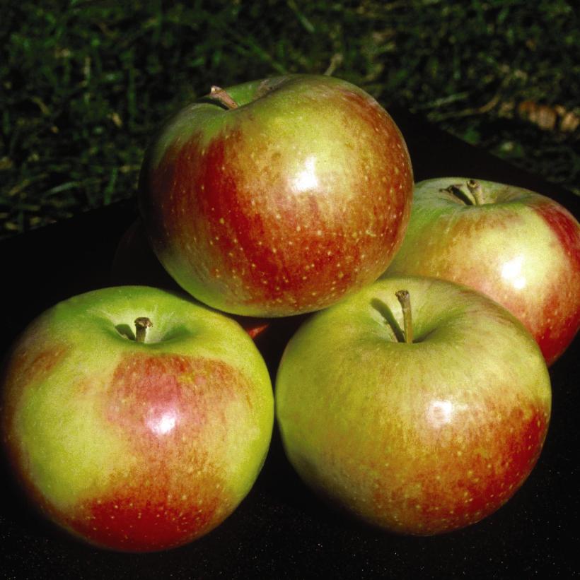 Wealthy Apple