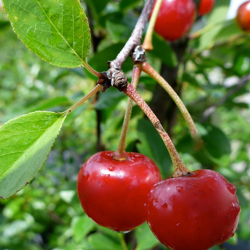 Valentine Cherry