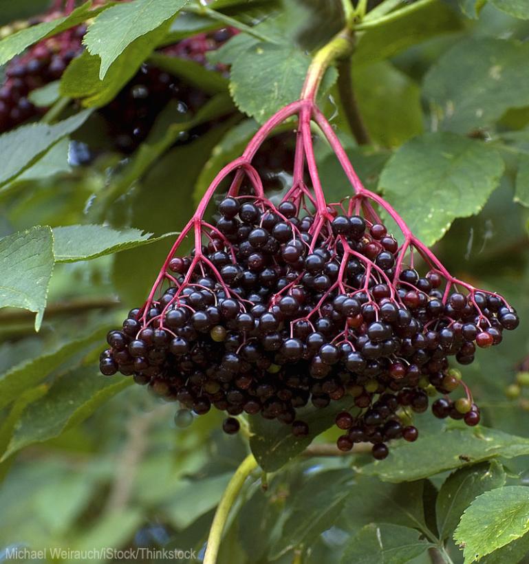 Kent Elderberry
