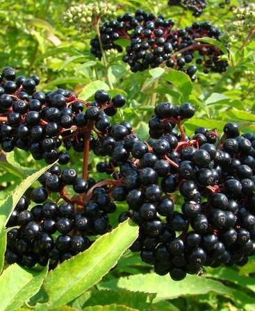 Victoria Elderberry