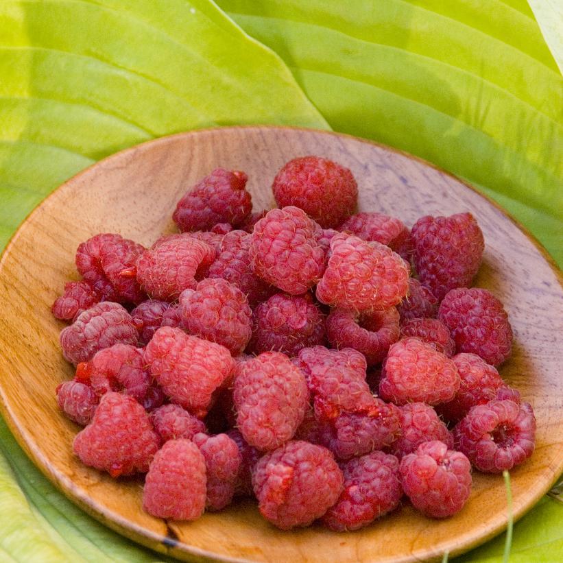 Heritage Raspberry