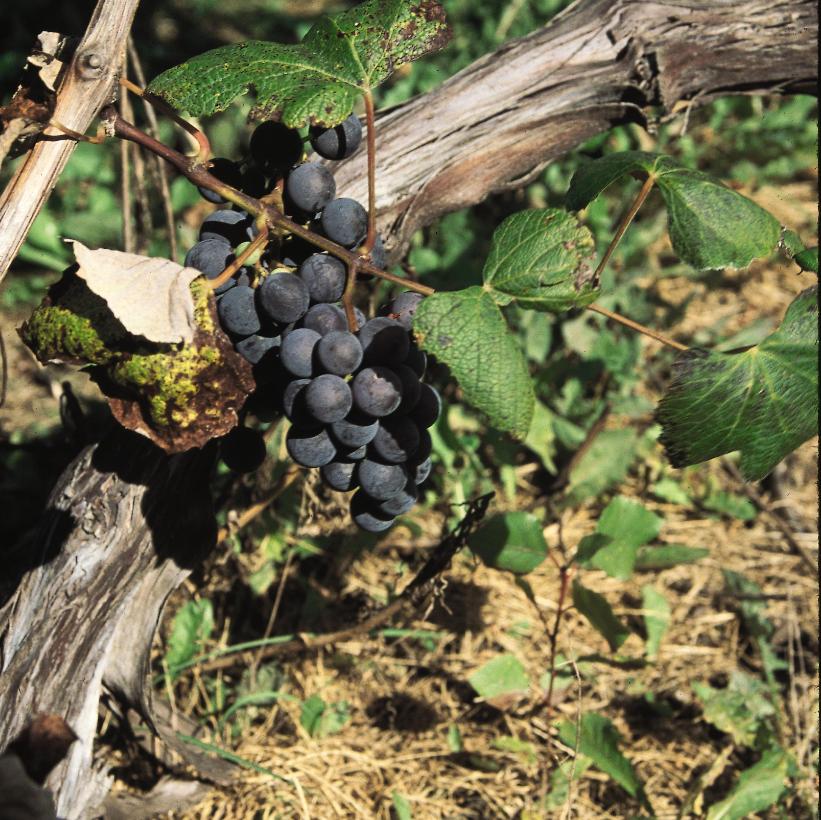 Grape
