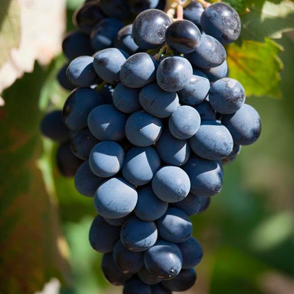 Grape