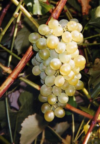 Grape