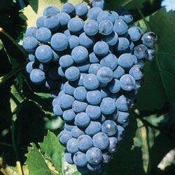 Grape