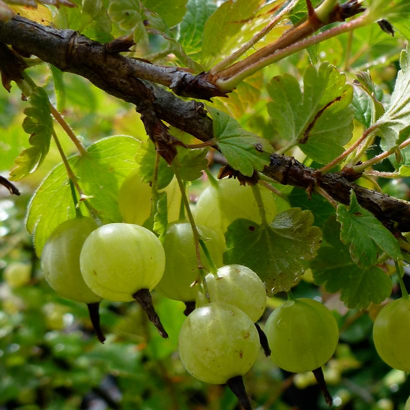 Gooseberry