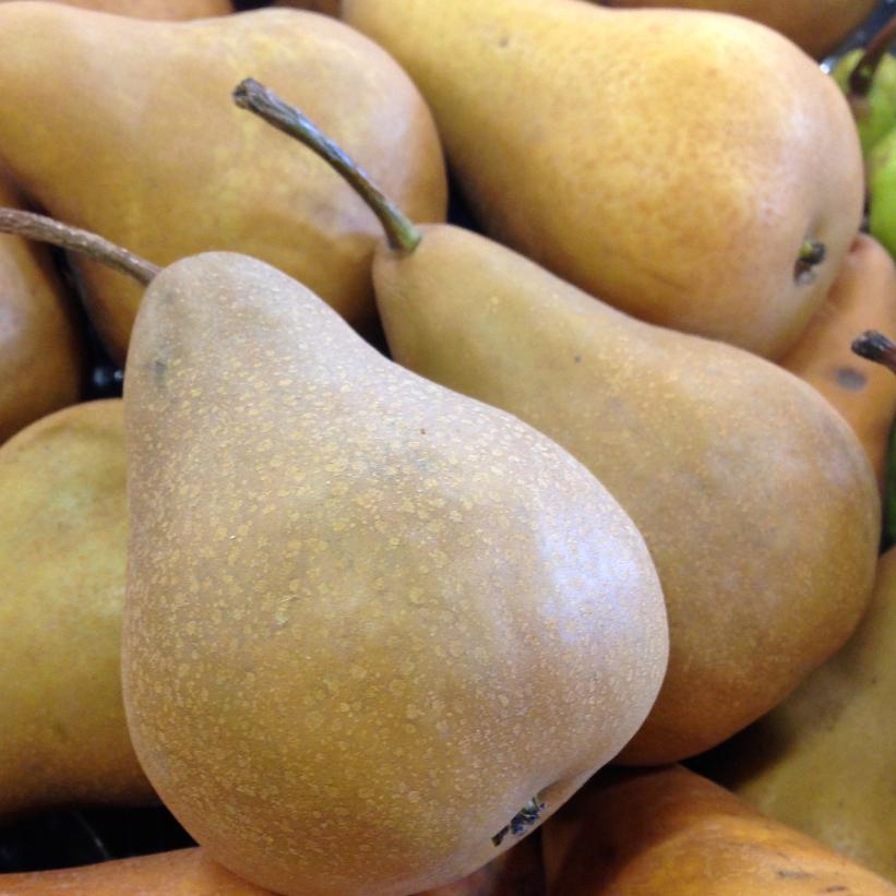 Bosc Pear