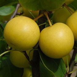 20th Century Pear