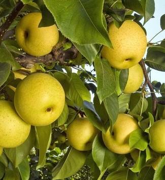Shinseiki Asian Pear