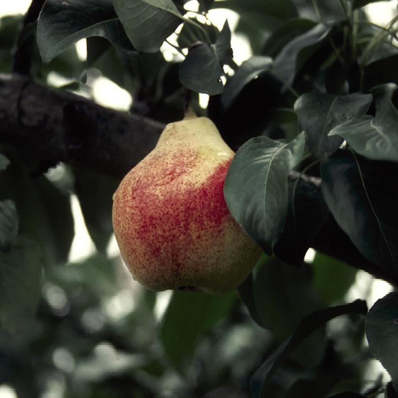 Summercrisp Pear
