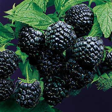 Jewel Raspberry