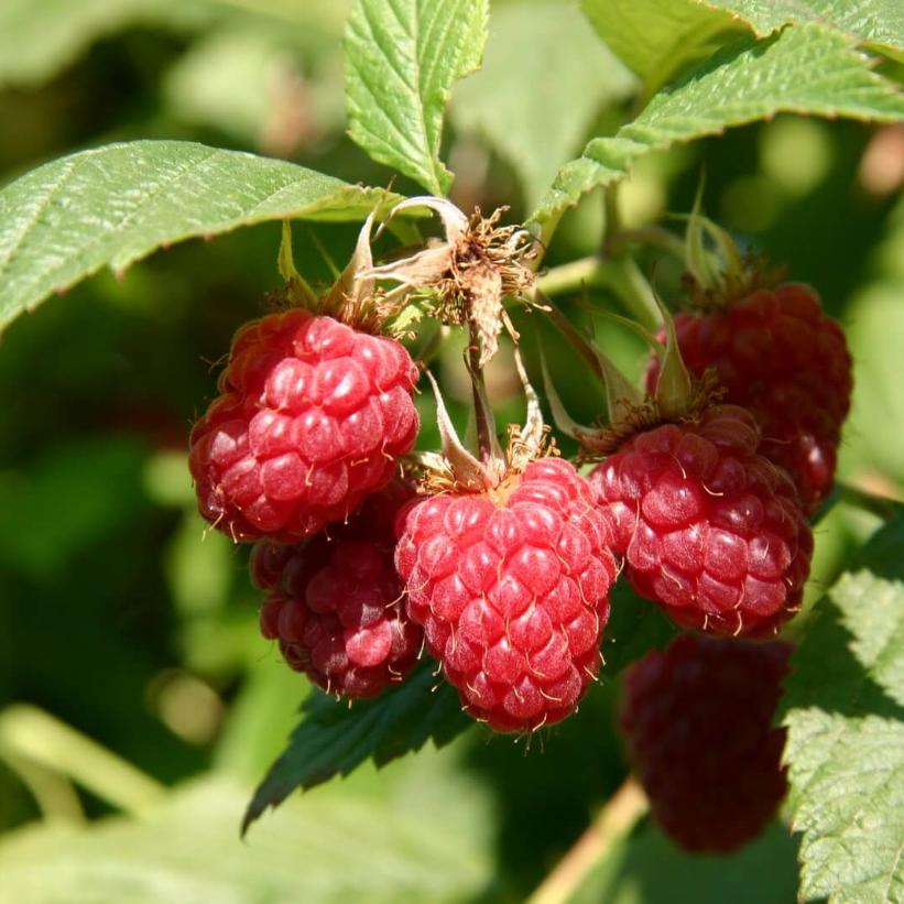Boyne Raspberry