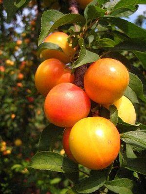 Early Golden Plum