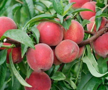 Redhaven Peach
