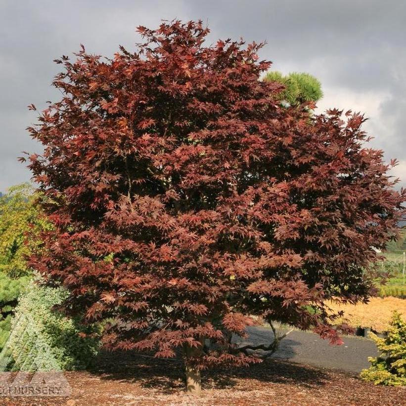 Fireglow Japanese Maple - Acer palmatum &