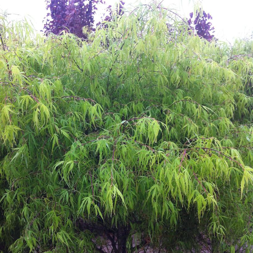 Koto-no-ito Japanese Maple