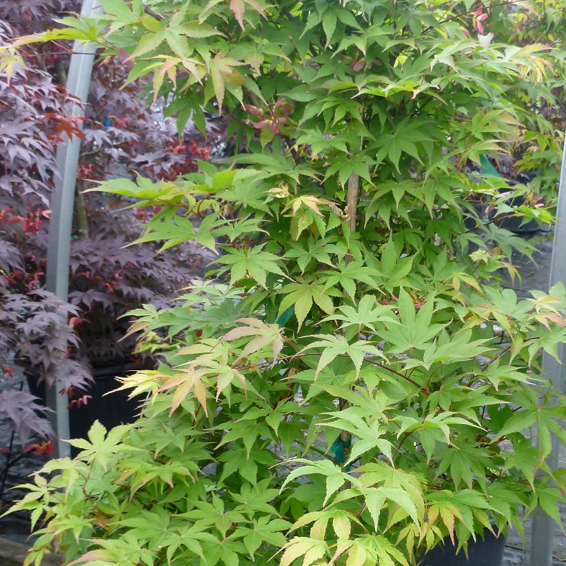 Osakazuki Akame Japanese Maple - Acer palmatum &