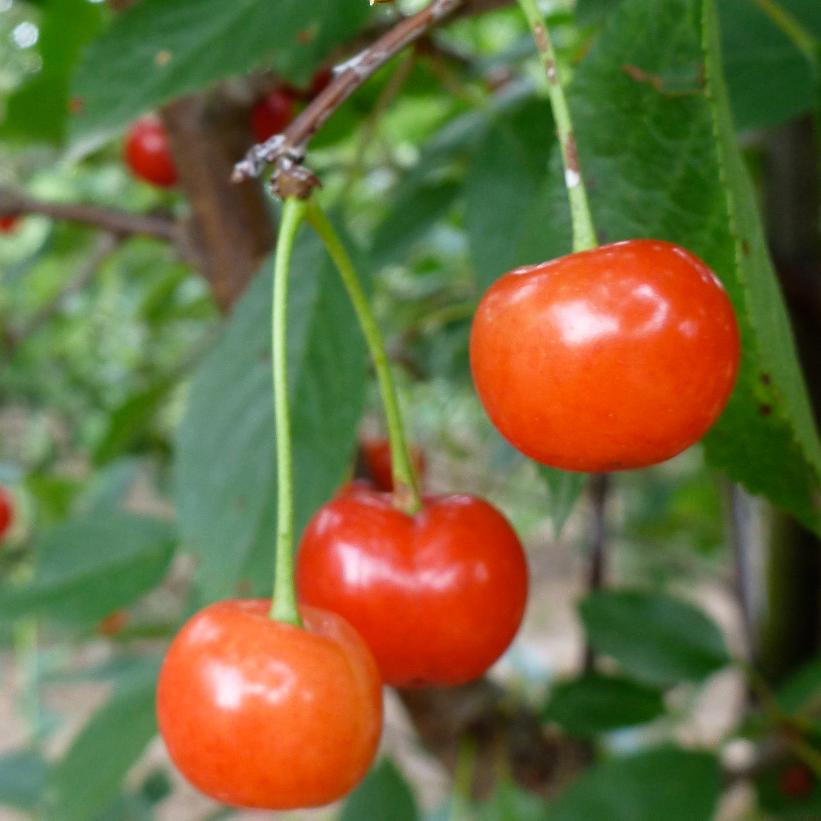 Montmorency Cherry