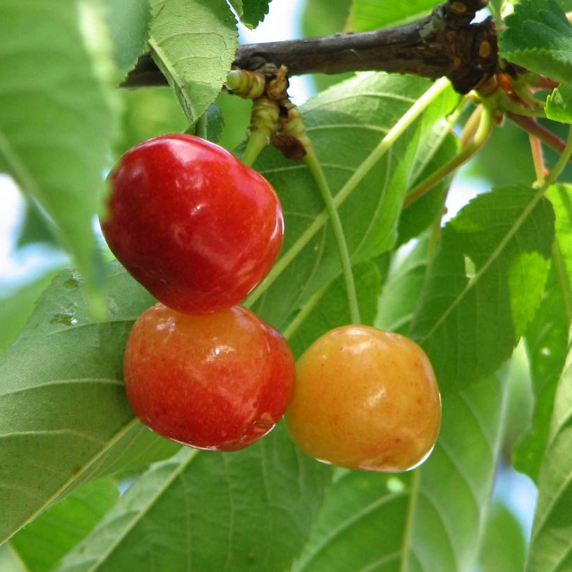 Rainier Cherry