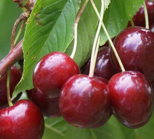 Stella Cherry