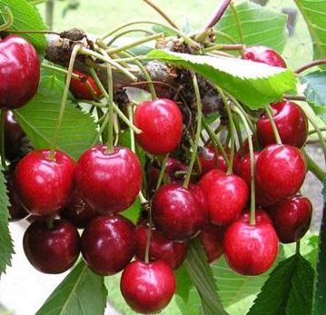 Van Cherry