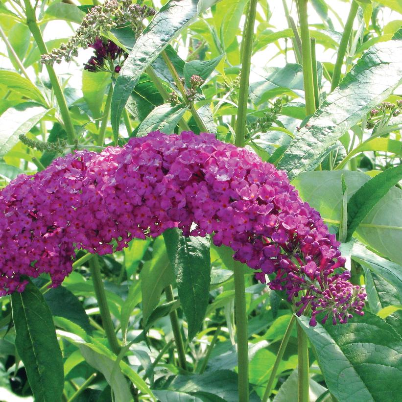 Royal Red Butterfly Bush