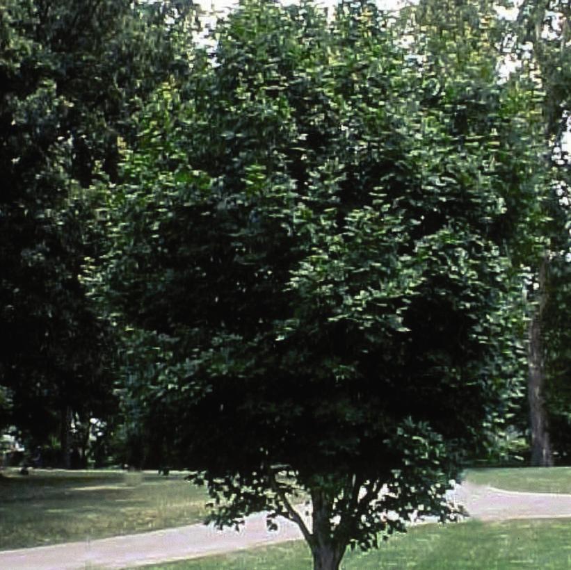 State Street® Maple