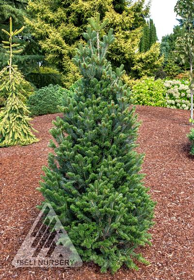 Pyramidal European Silver Fir