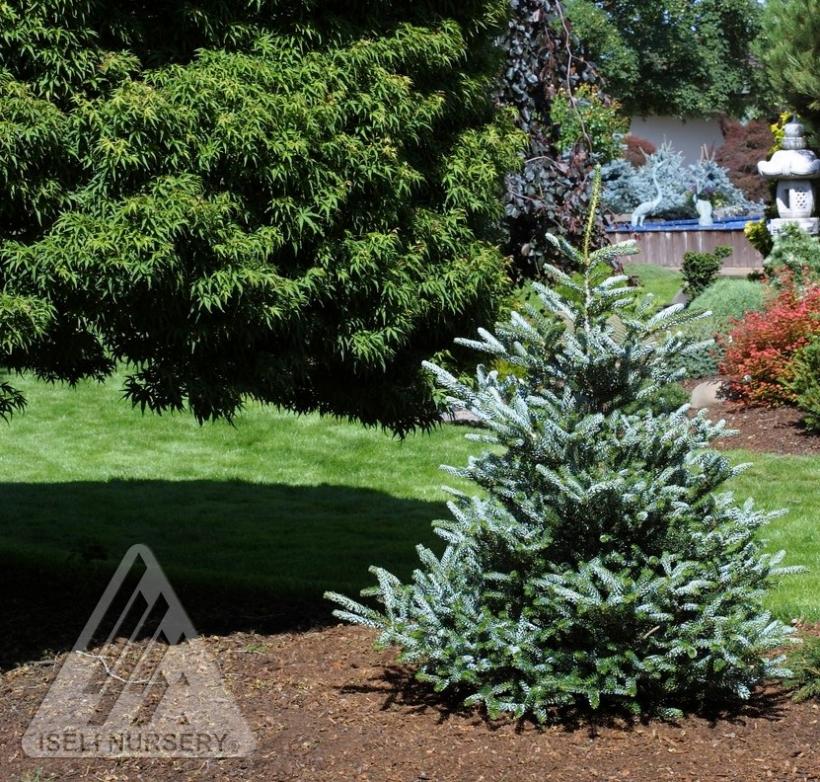 Silver Korean Fir