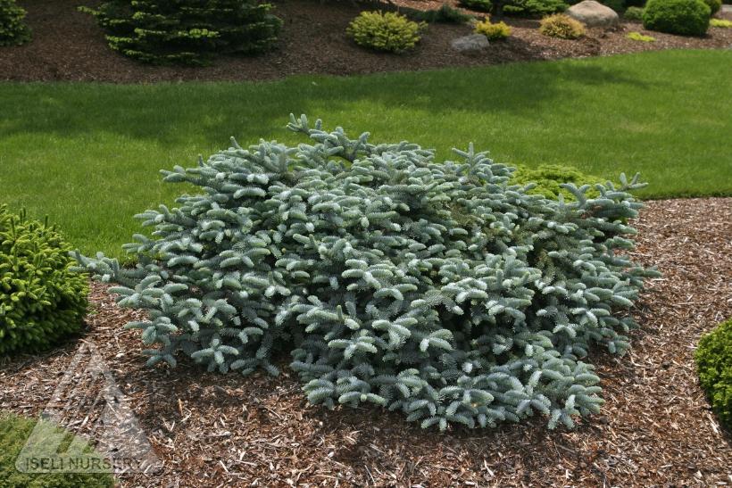 Prostrate Blue Noble Fir