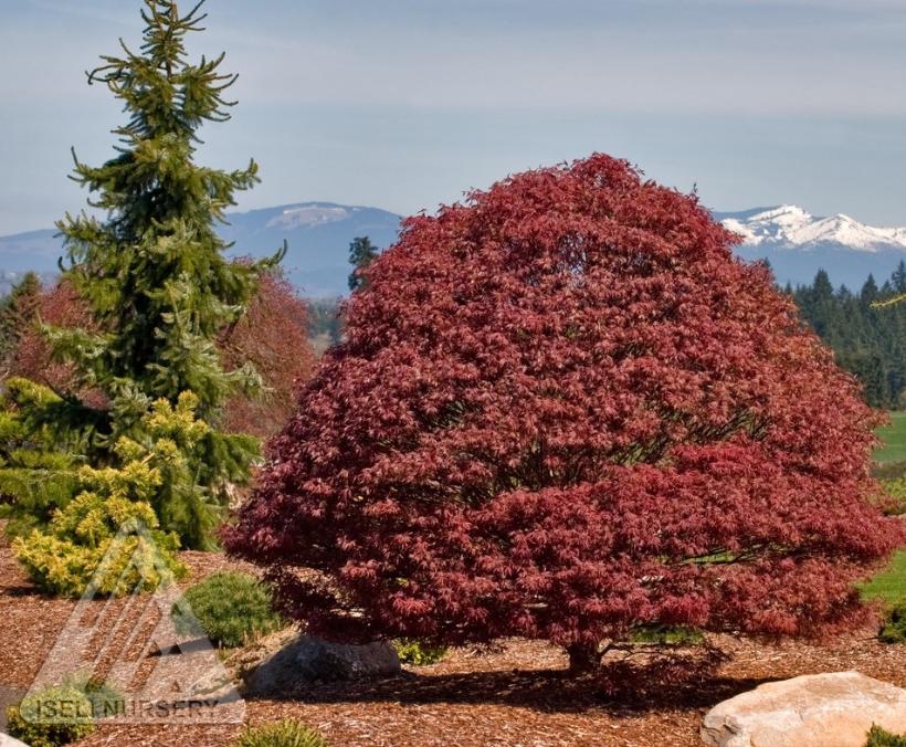 Rhode Island Red Japanese Maple - Acer palmatum 'Rhode Island Red'