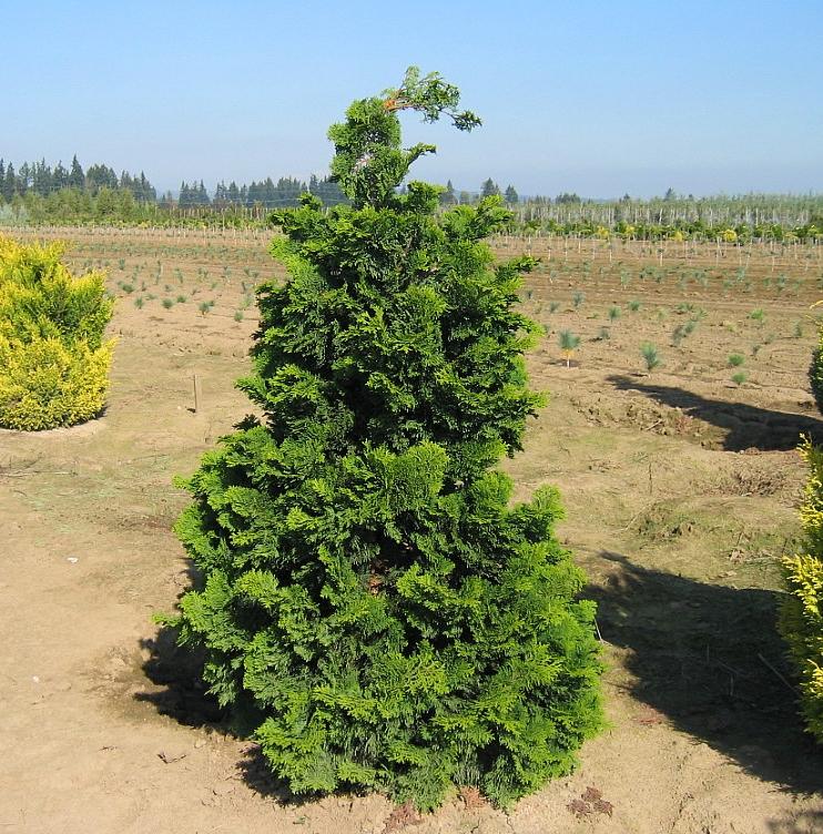 Hinoki Falsecypress - Chamaecyparis obtusa &