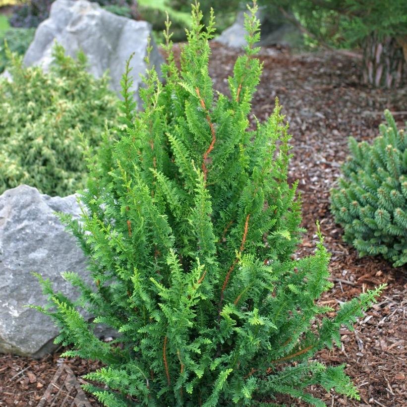 Fernleaf Hinoki Falsecypress